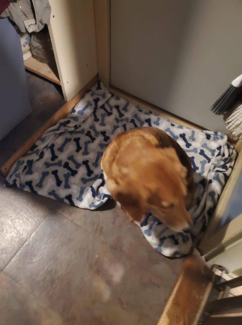 Melanie Anne Mollica
Looking for owner. Found on West Kerley Corners Road Red Hook NY 12571. Friendly. Skinny and hungry. She has tags. Germantown tags.