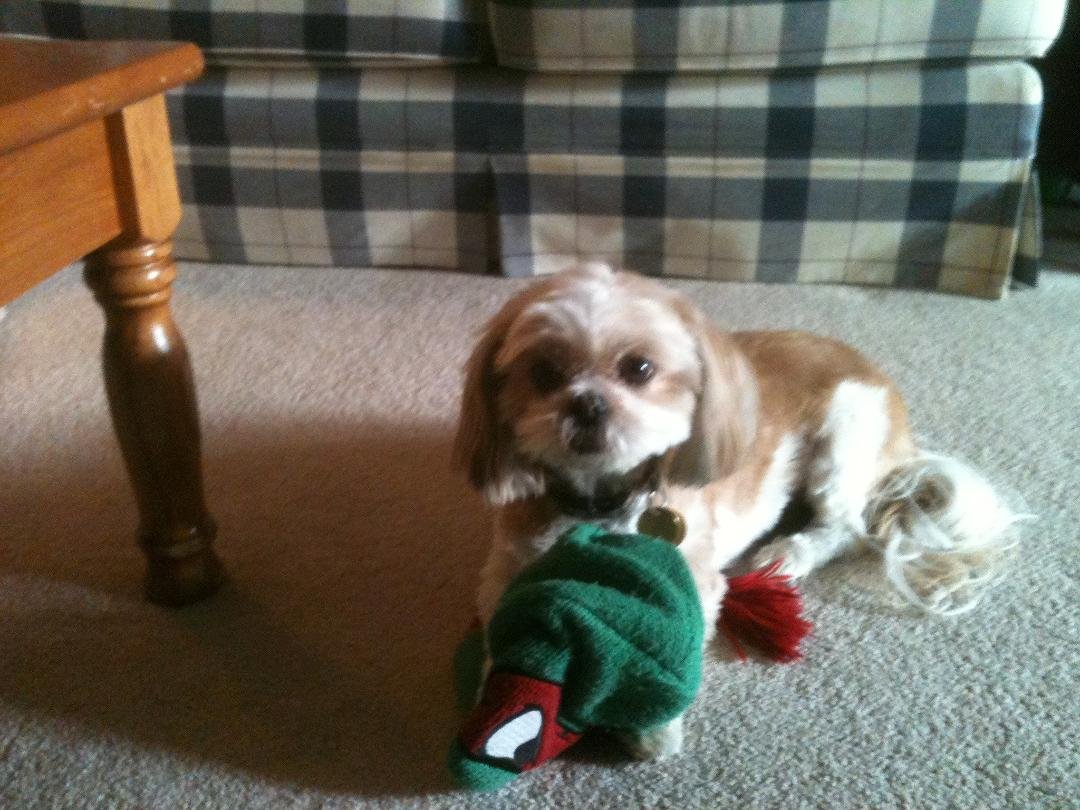 well I am afraid it's over we lost Suzie this morning all functions had stopped working and she was in pain. I want to thank you all for being so dear and supportive, So Suzie is running with the other dogs in heaven and mo