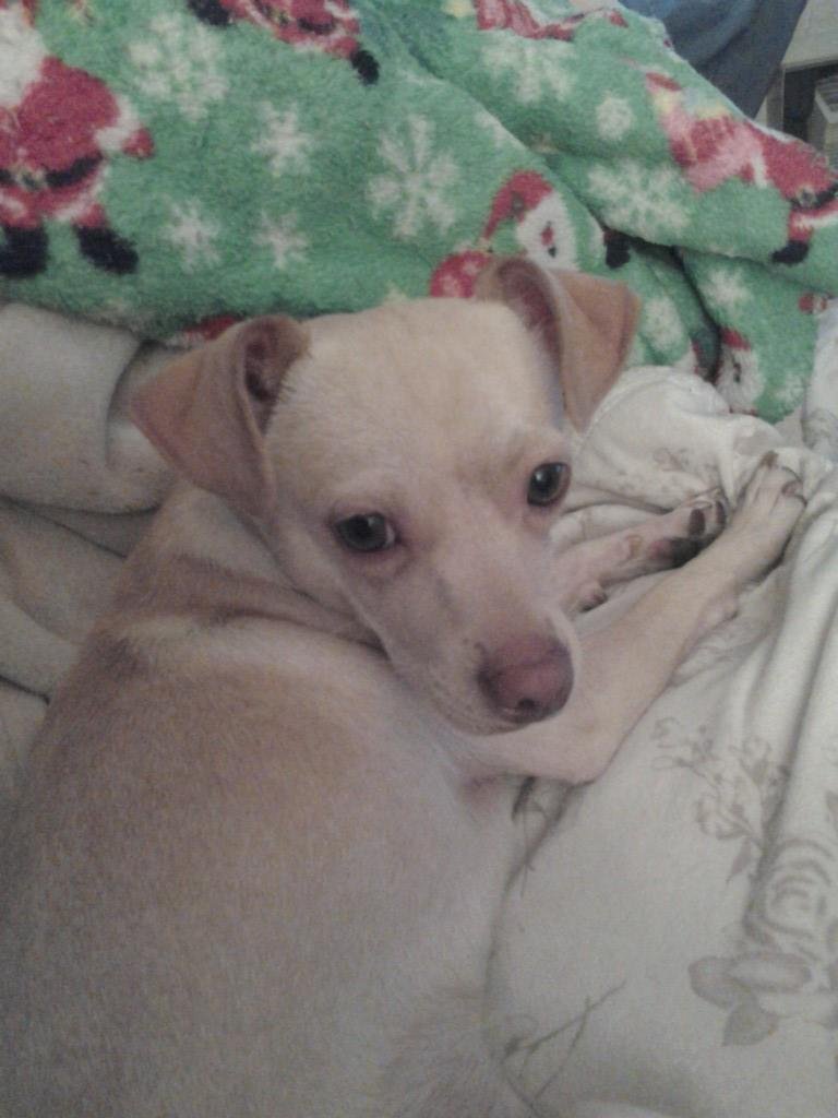 This is copper, her looks so much like pluto, ambers old puppy.