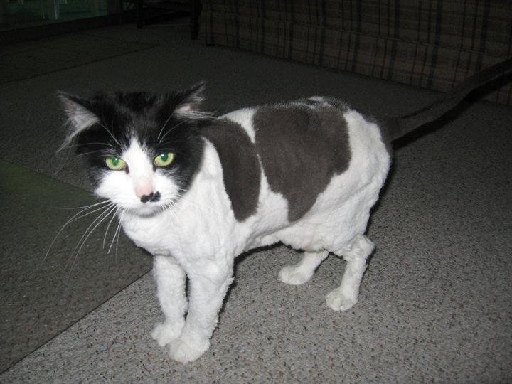 Ok, as promised, here's the after look of my little Meggie, She is still pretty groggy today after the anesthetic they gave her to knock her out to remove all the knots. Poor thing, they'll just come back when her fur gro