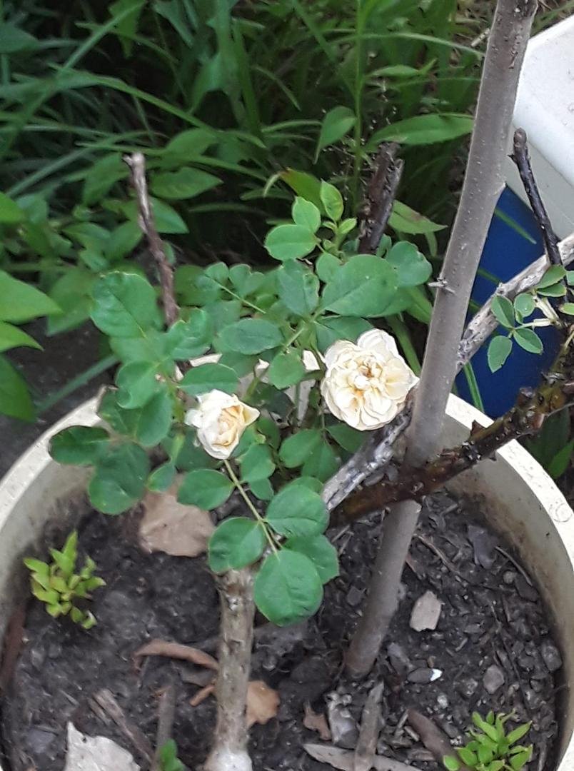 These blooms are from the other Bush (that was supposed to also be lavendar) but they have a buttery yellow color. They're still pretty