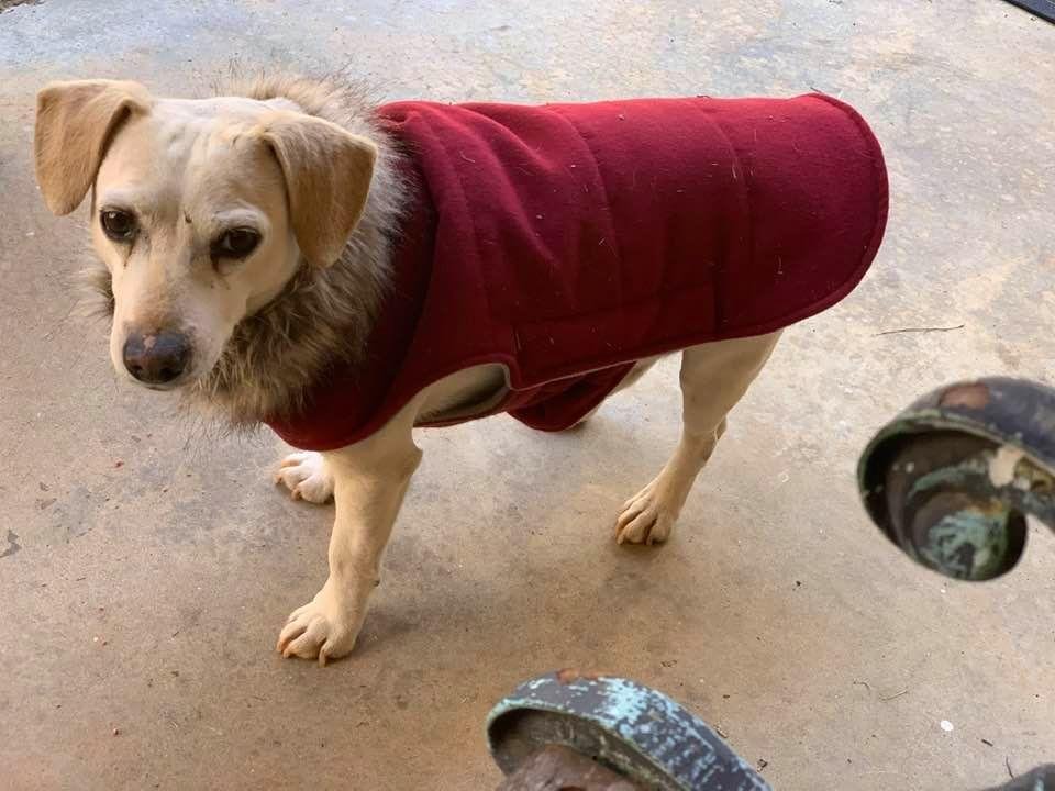My gentleman caller has a new coat with a fur collar. So handsome❣️
