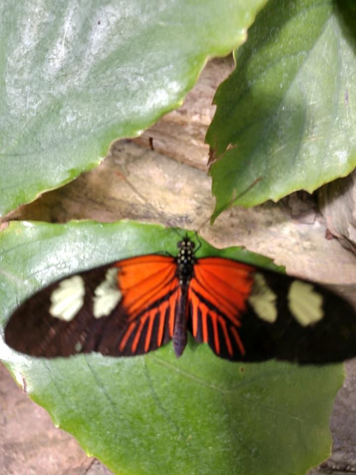 Evelyn Stratton's album, Mobile Uploads