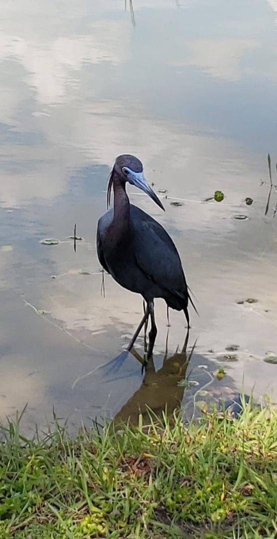 Fishing buddy..