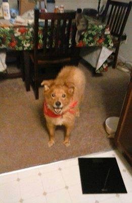 Sad day at our house. Had to put Meeka down today. 13 Years Old, Cataracts, and becoming Deaf. In the past 2 weeks has shown signs of Dementia and anxiety. Vet Feels May be Brain Tumor. She went peacefully with me holding
