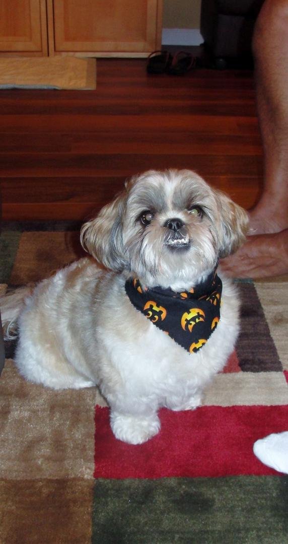 Here is Kathleen English baby......Little Gracie in her halloween scarf.