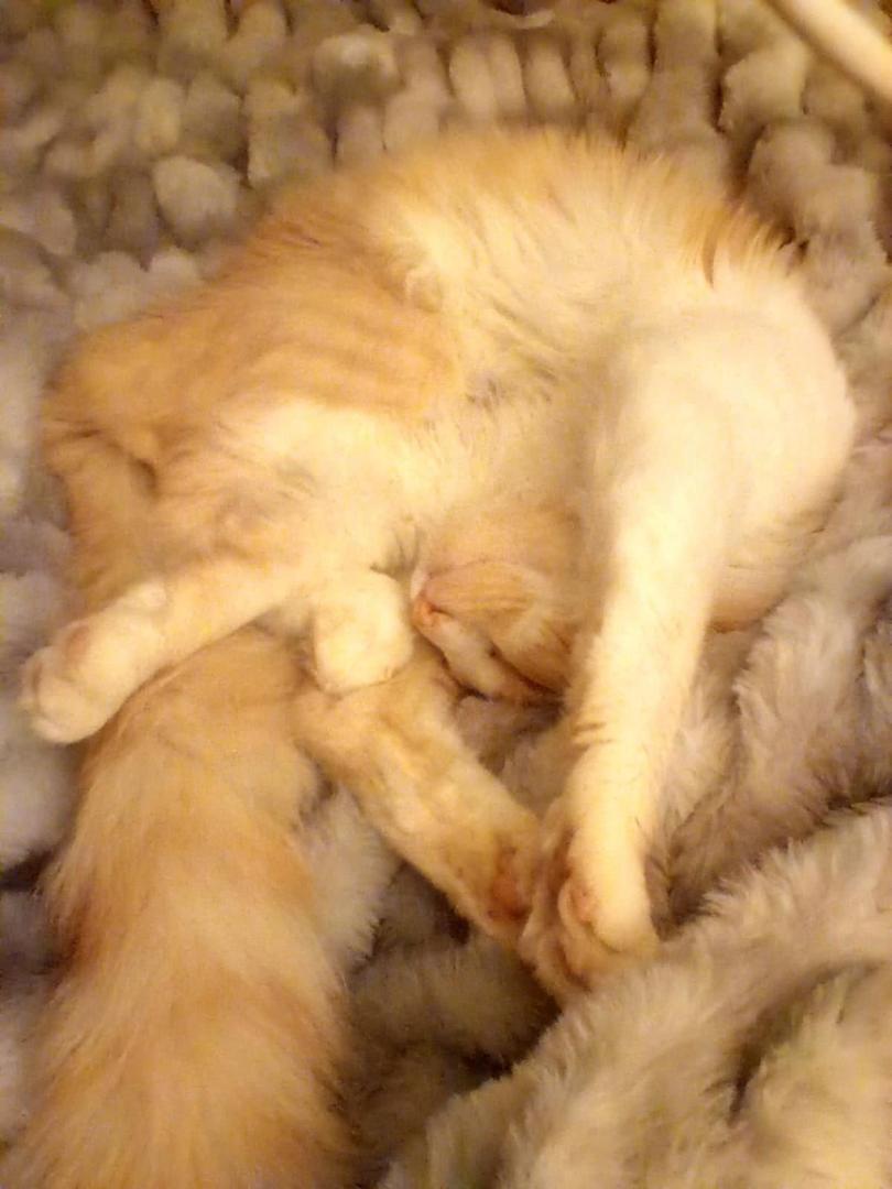Milo fetched a live fly for me!
Better than the live mouse he put in my shoe under the bed at 3am!