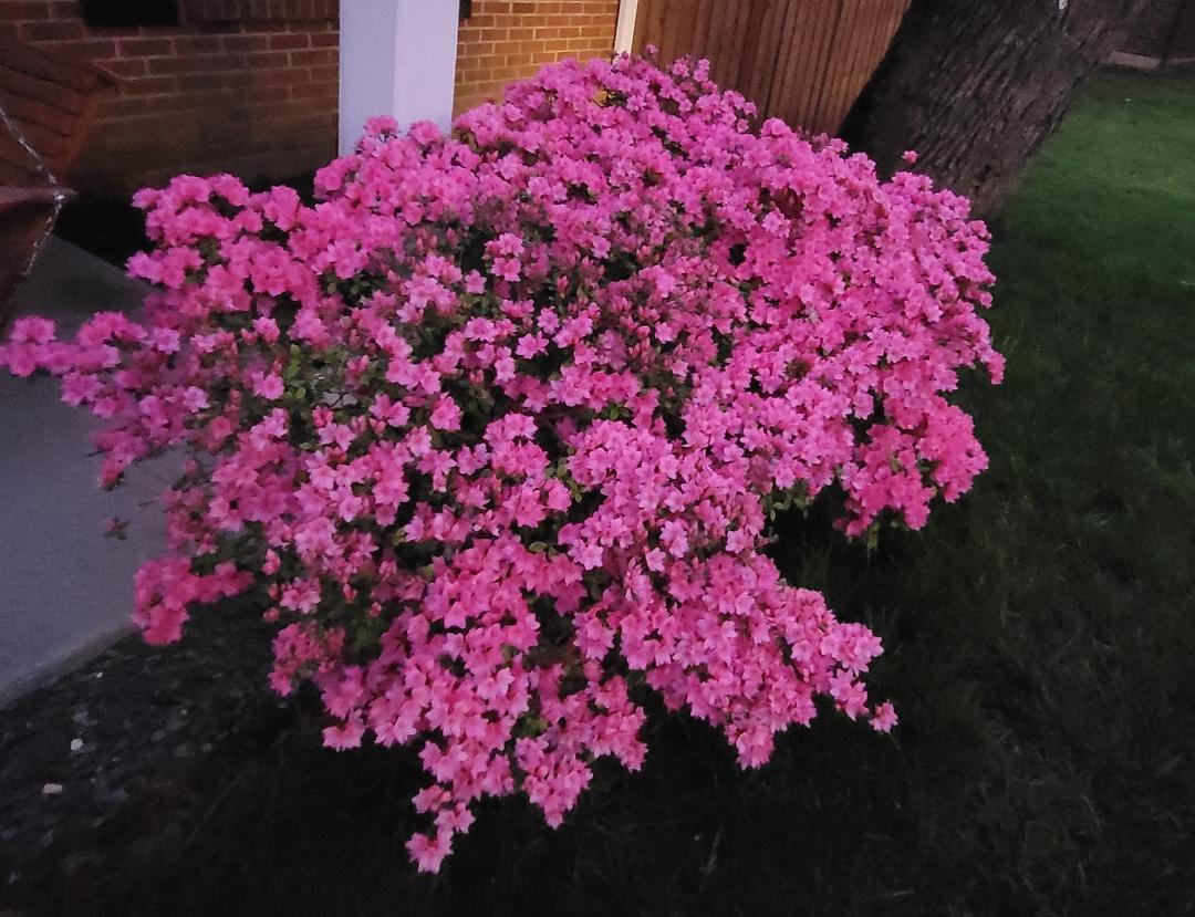 Our Azalia is looking amazing!
