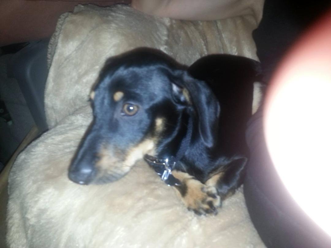 Hey Facebook family please pray for Remington. We brought him home from a shelter and saved his life from being put down. Unfortunately he has Parvo. He has received treatment and we will watch him closely. We were also