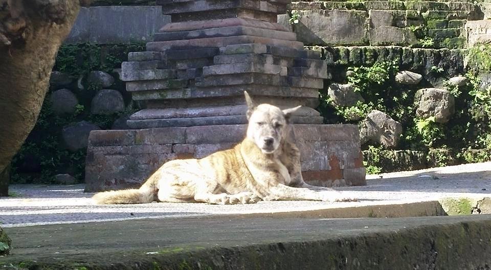 Bali family dog