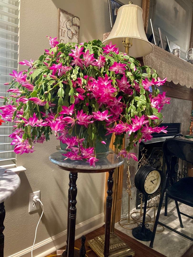 Christmas cactus really busted out this week!
