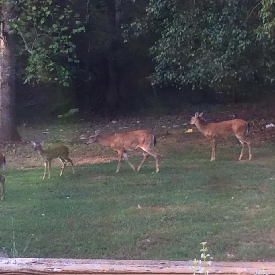 Mamas and babies are visiting tonight.