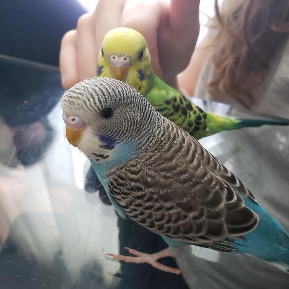 Pretty birds