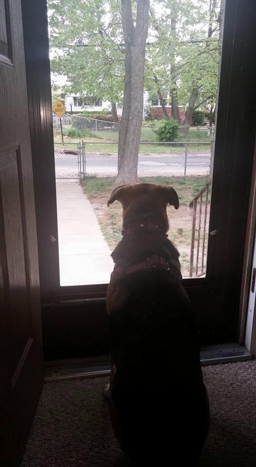 Lucky waiting for grandma to come home