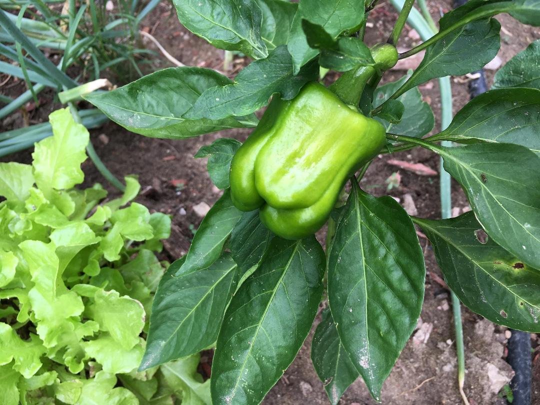 Look! First pepper! Exciting for what's to come!
