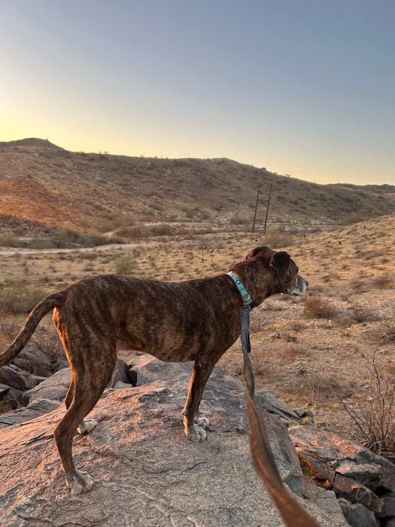 Adria's dog, Chief, on his morning walk today.