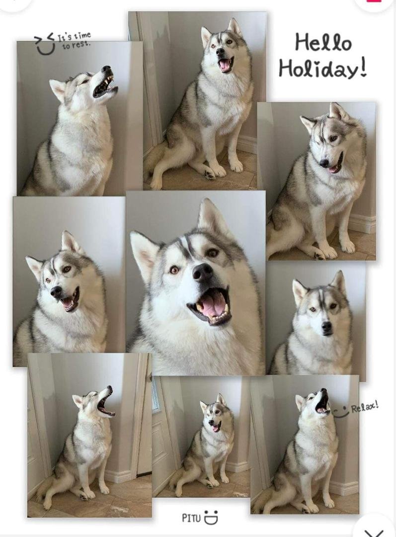 An anxious husky waiting to go somewhere, anywhere.