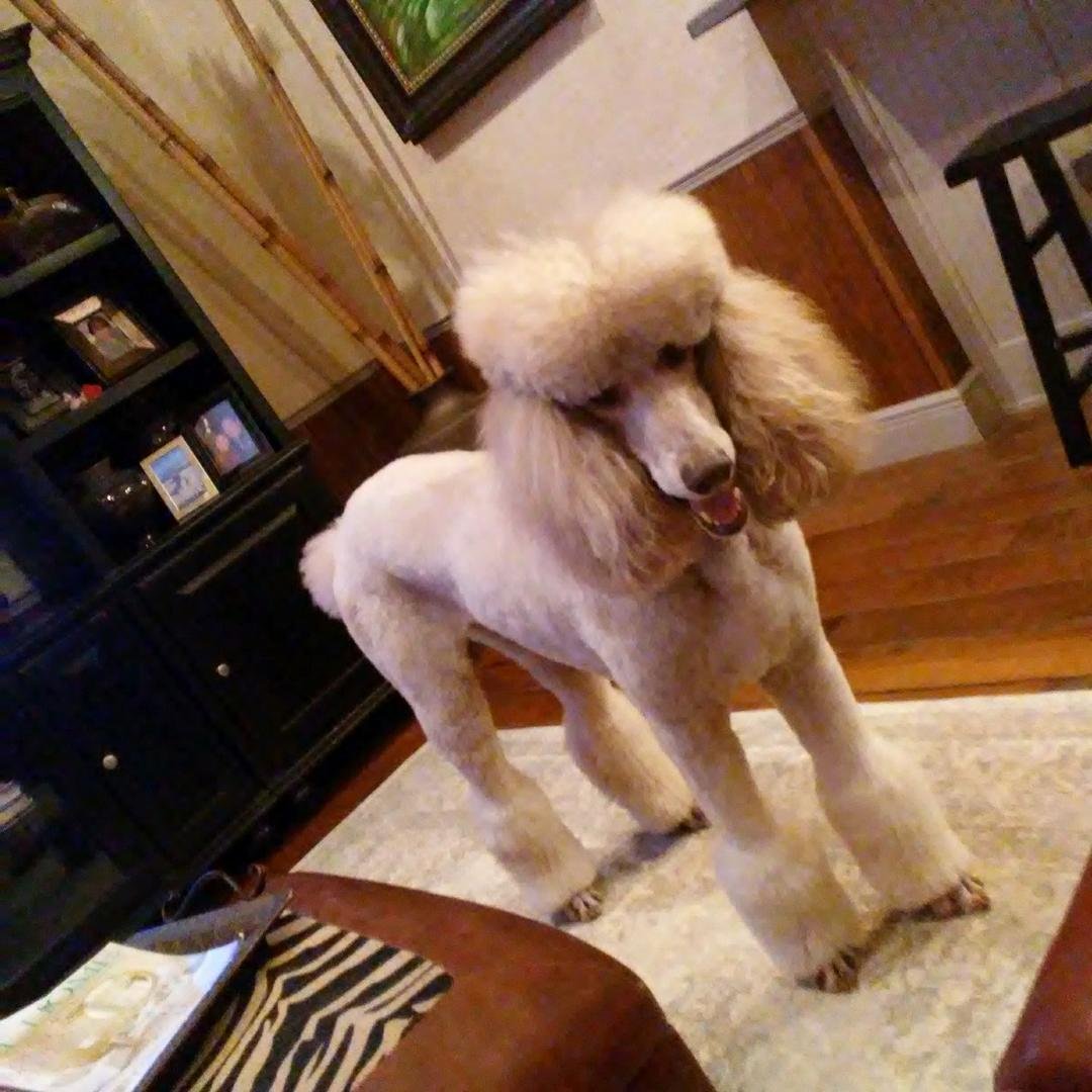 Simon waiting for me to toss his toy