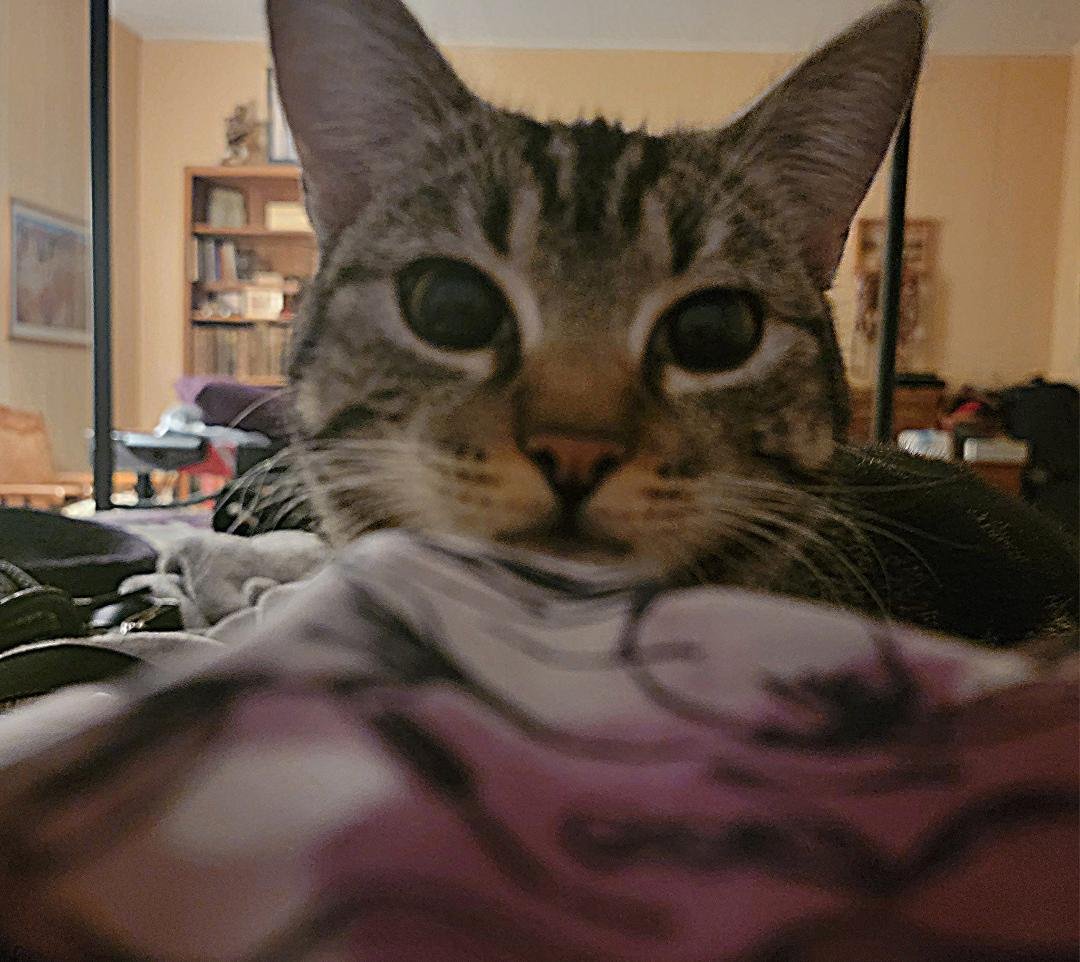 Here's my WAKE-UP alarm 7:30 AM In my face for feeding time. 🐈⬛