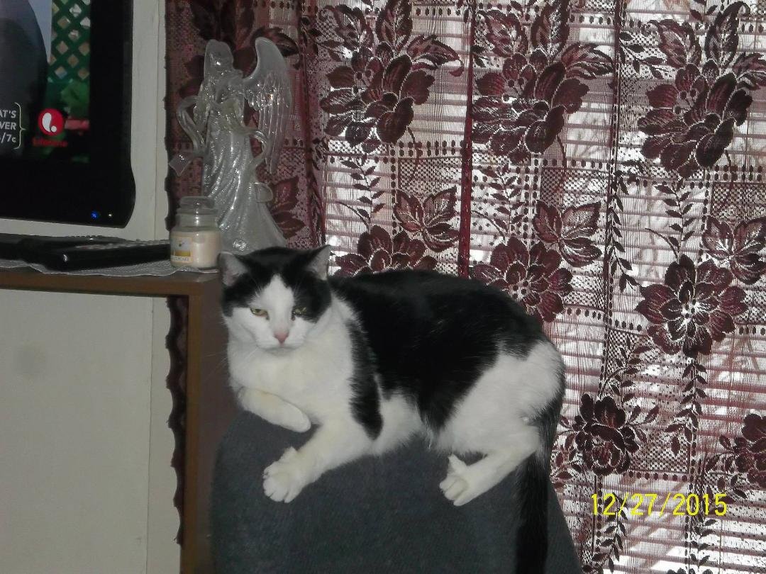 our cat patch