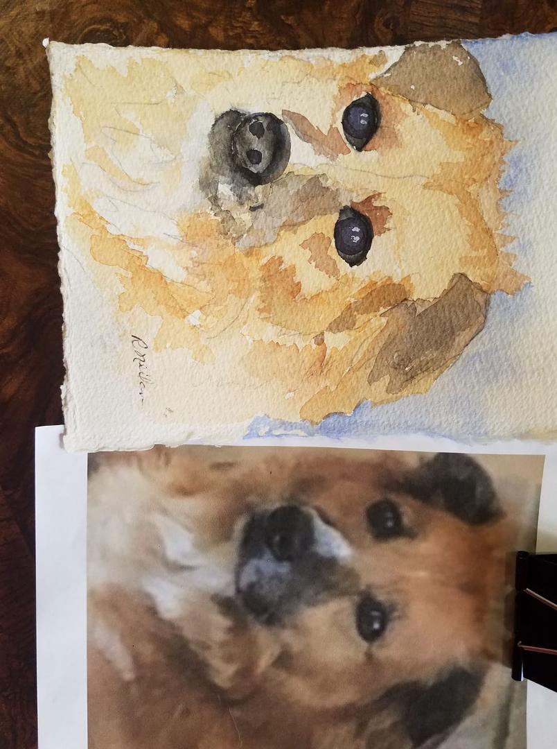 Pet portrait class virtual the Drawing Studio this is Ginger grand dog