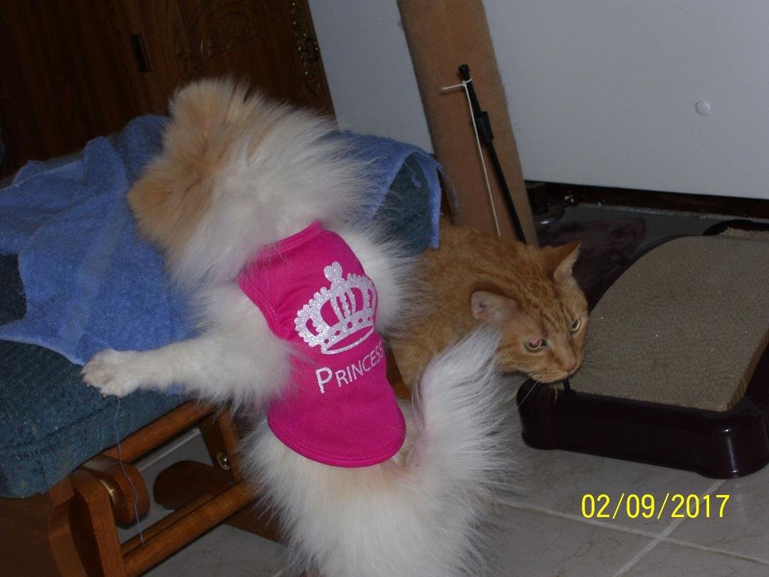 a certain little puppy (who will remain nameless) trying to steal kitty treats