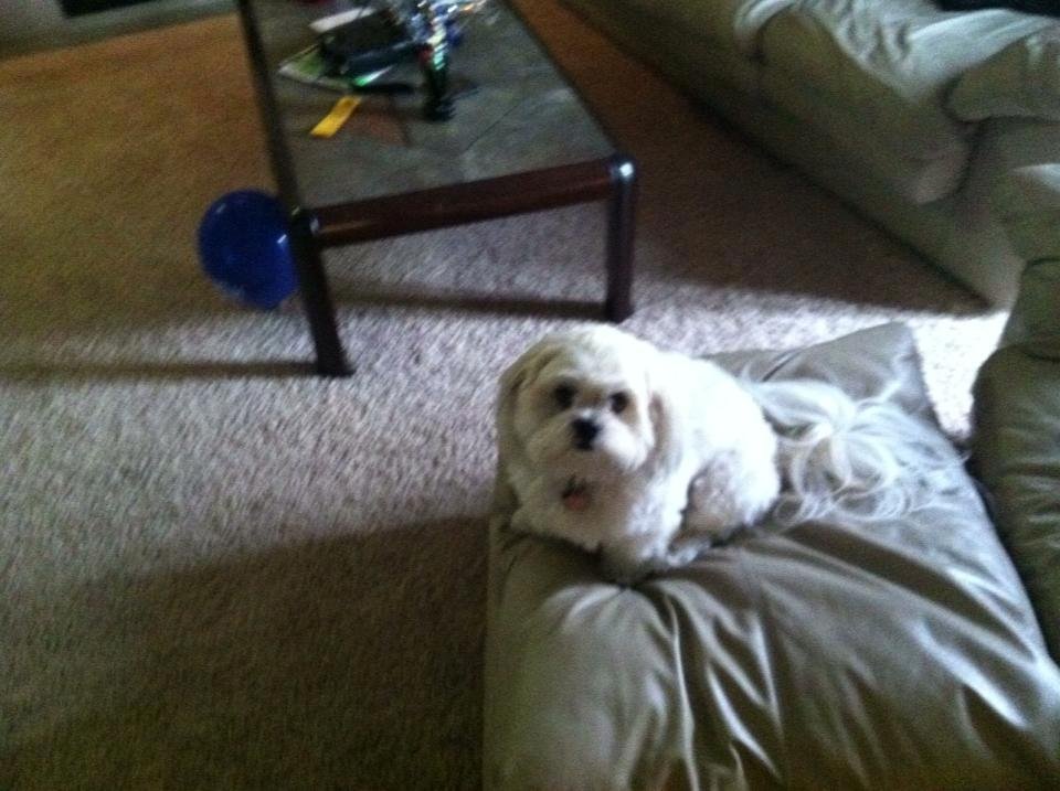 Getting ready to head to the airport and head back to tucson and work tomorrow. Going to miss everyone here. But especially my new friend Roxie