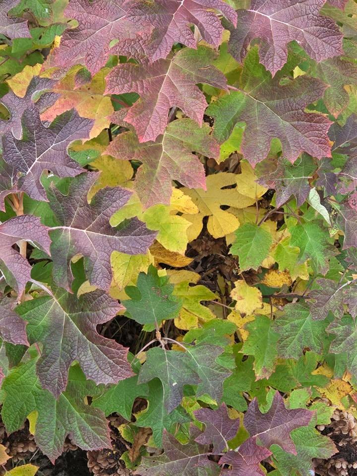 The last vestiges of fall are showing in the leaves