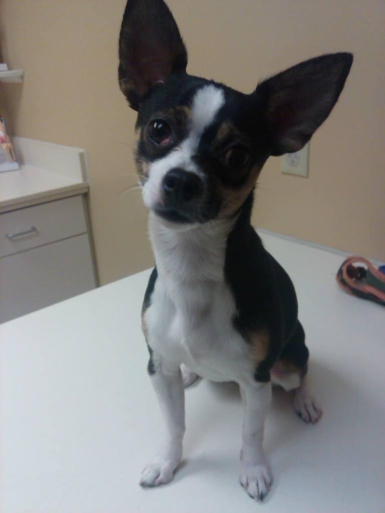 Vet time yearly checkup