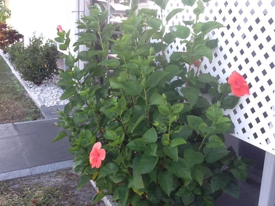 Happy to see our bush in Florida blooming!
