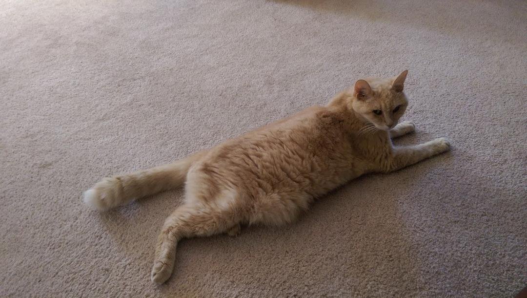 Had to finally say goodbye tonight. It was a good 17 years.