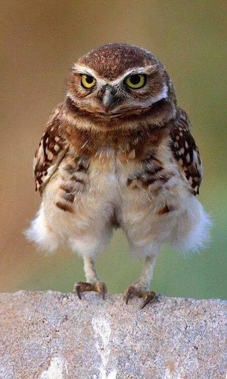 Love owls! :-)