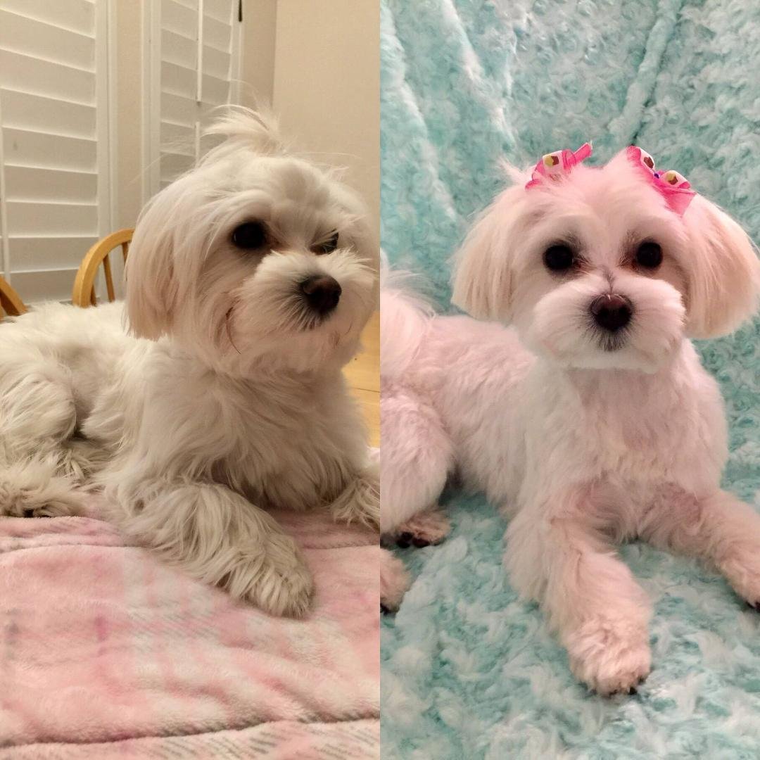 We went to Leader of the Pack grooming for the first time today and loved it. This is our Baylee’s before and after pics.  She is already to go on holidays.