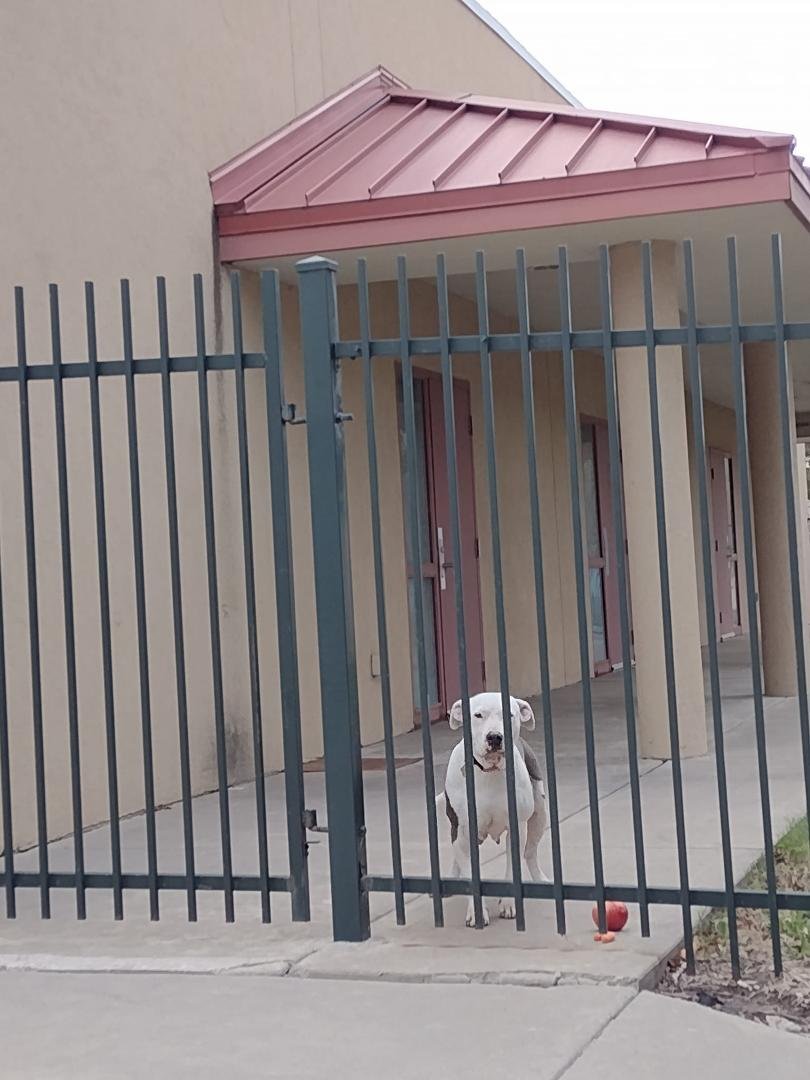 This sweet Momma is fenced next to Evergreen Branch Library. There's an apple and 2 carrots on the ground. Does anyone know what her story is? It's obvious she has puppies