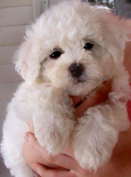 It's Bella's Birthday Today Six years old!