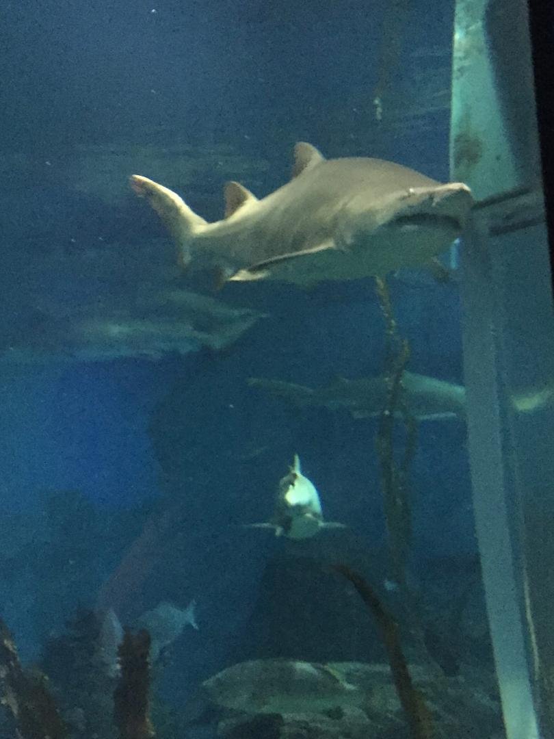 Jaws, Jr at Norwalk Aquarium