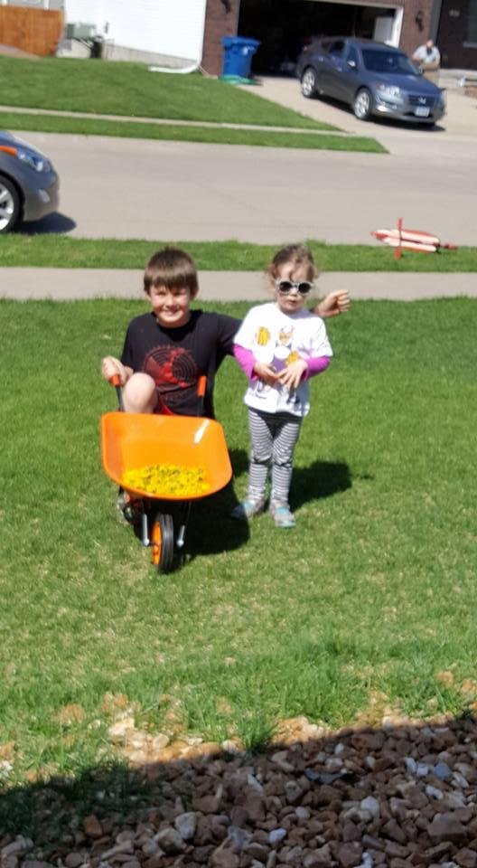 Beautiful day yesterday....wheel barrel full of beautiful dandelions