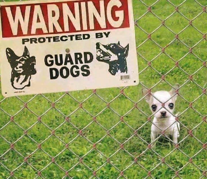 Silent, but deadly. 🐾