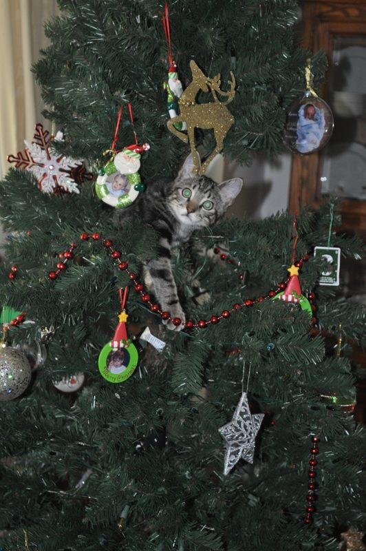 Our new kitten "Grace" loved our Christmas tree
