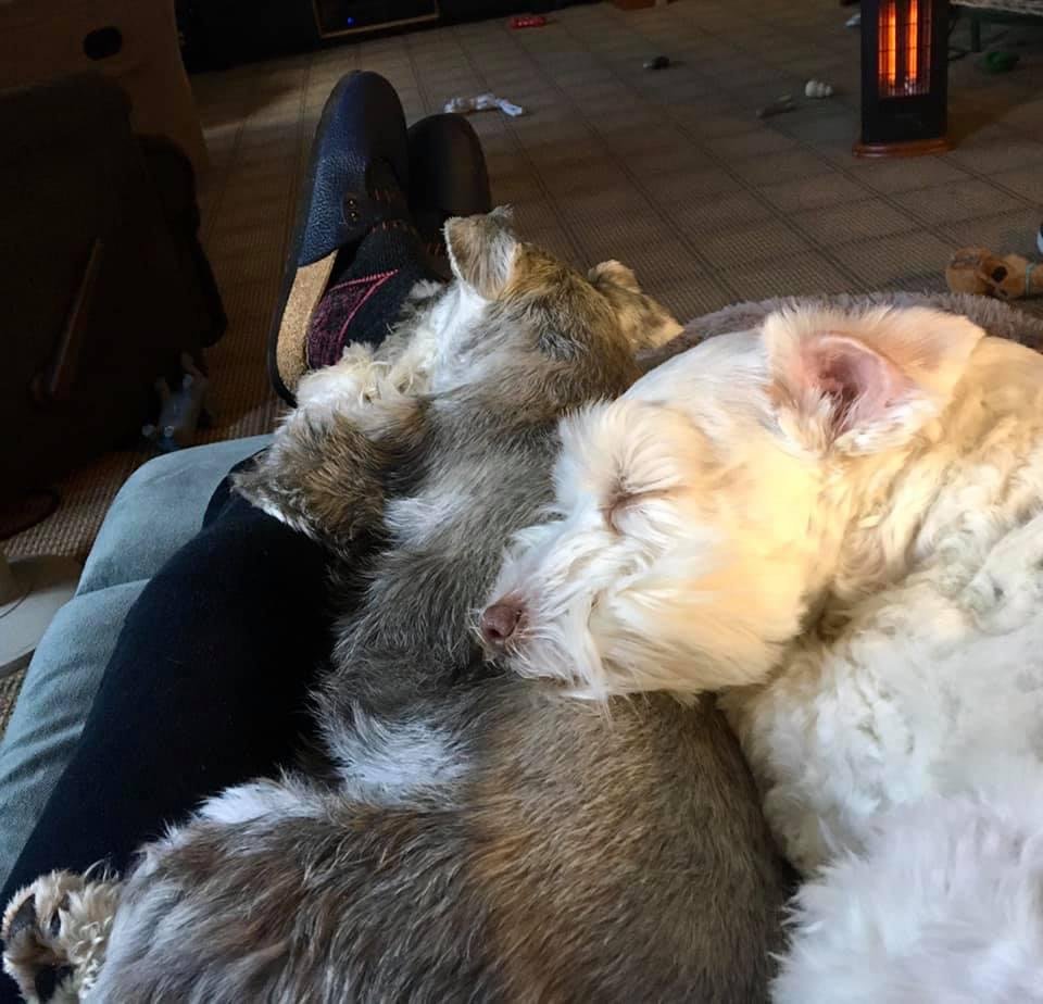 I am Violet’s pillow & Violet is Kirby’s pillow...nice & cozy 🐾❤️
