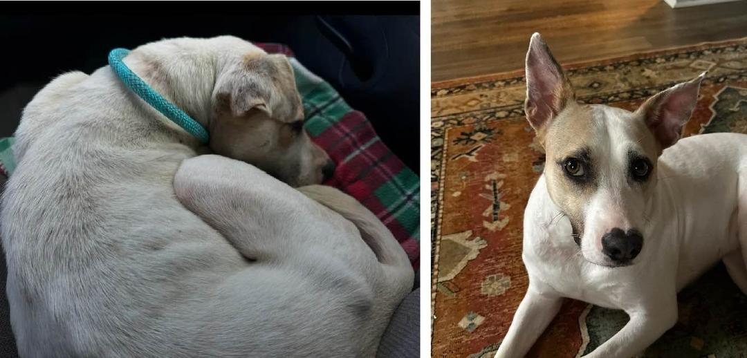To the piece of garbage that dumped her out in the woods to starve with a collar embedded in her neck, I wish you knew that she made it out, she didn’t die. She’s thriving, scarred but standing, with a life that’s probably