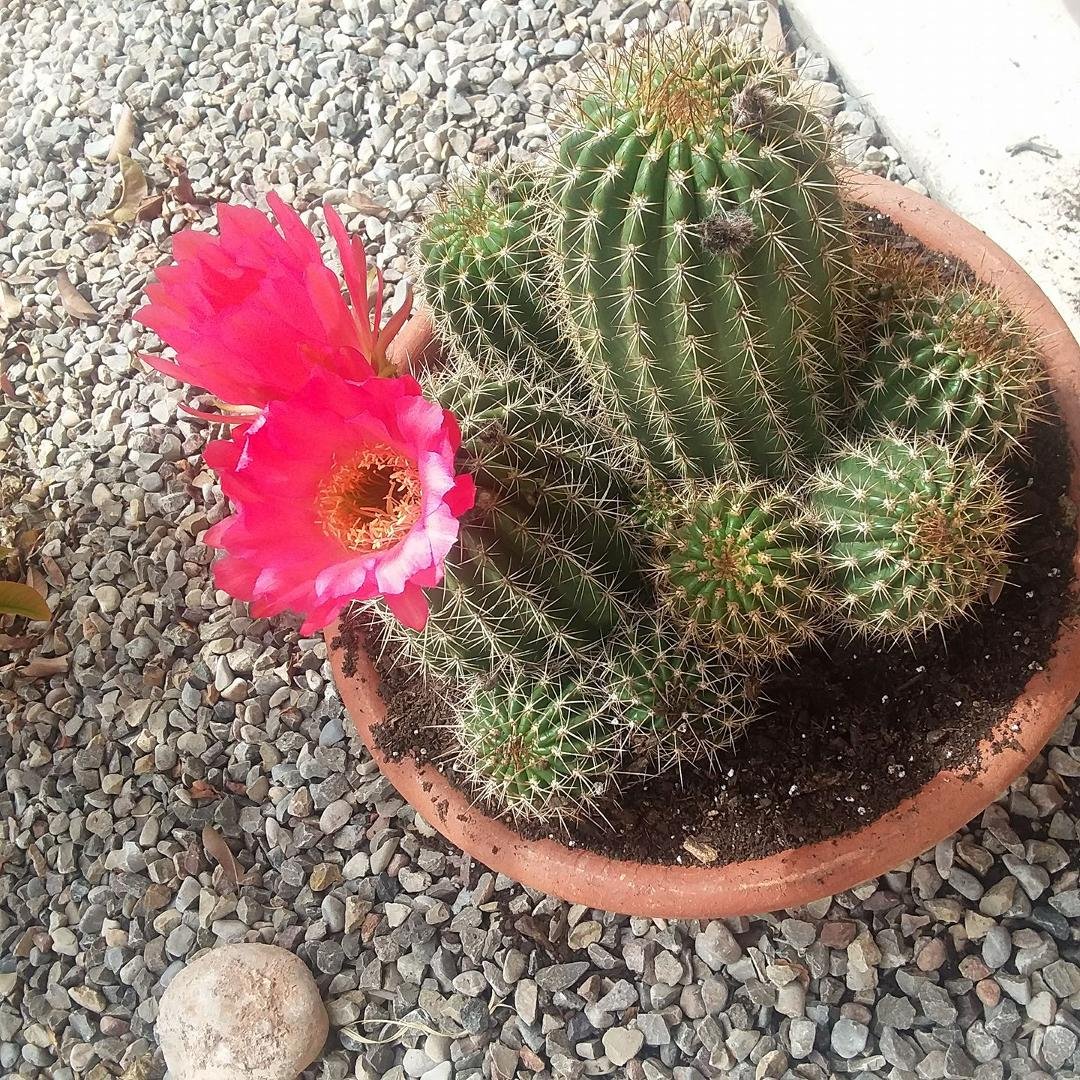 Planting today!Almost 80° Gorgeous!