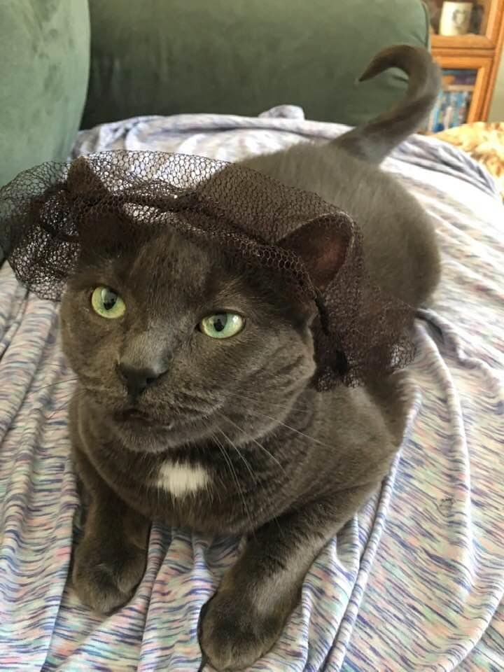 My cat Mini wearing my hairnet from work ‼️