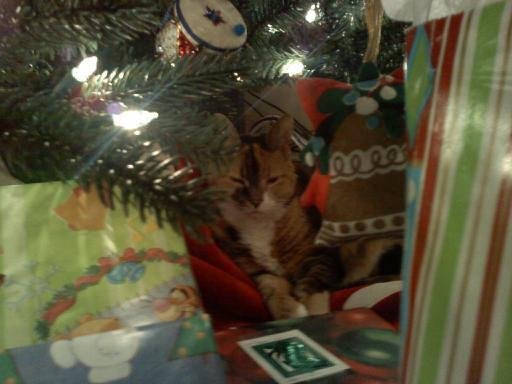 Christmas Cat!