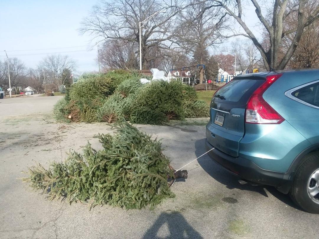 Real tree again this year, with my method of taking it to the recycle scrap heap a half mile away.  Two square knots equal a clean car.