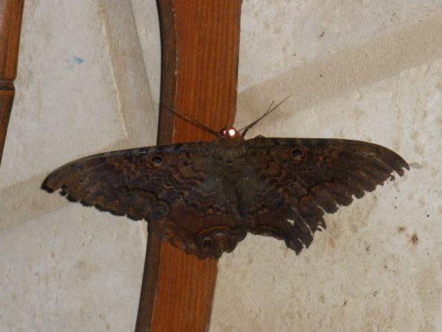 Saw this fluttering around the Great Room this evening. At first I thought it was a butterfly but after I saw the photo brightened up by the flash I realized what it really was. But I don't know what type it is. Came bac