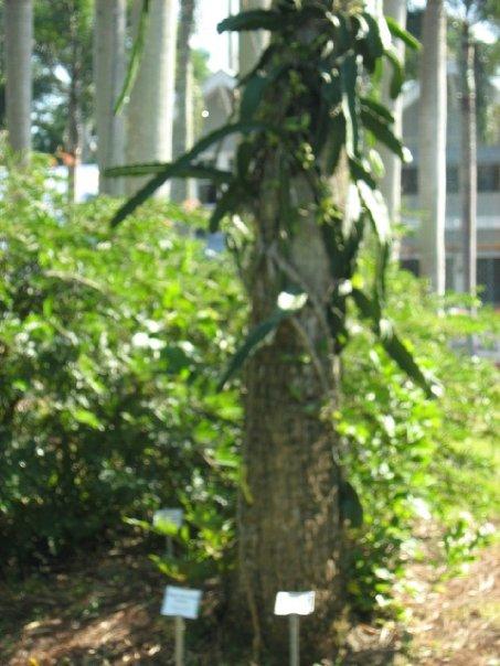 A palm tree