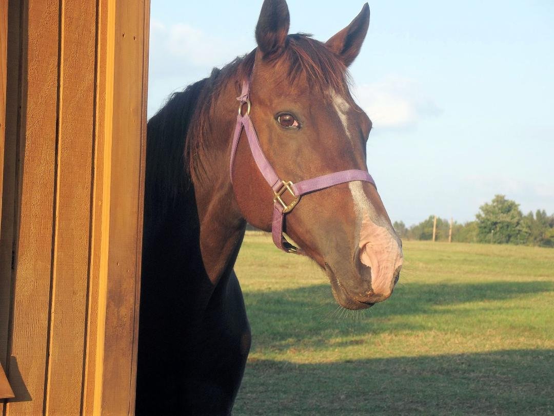 I lost my precious mare today, Gebb;s Glory, or Big G as I called her. She had the leg issue and we have been fighting it for almost three years. She flared up this weekend so back she couldn't walk or eat, This morning my