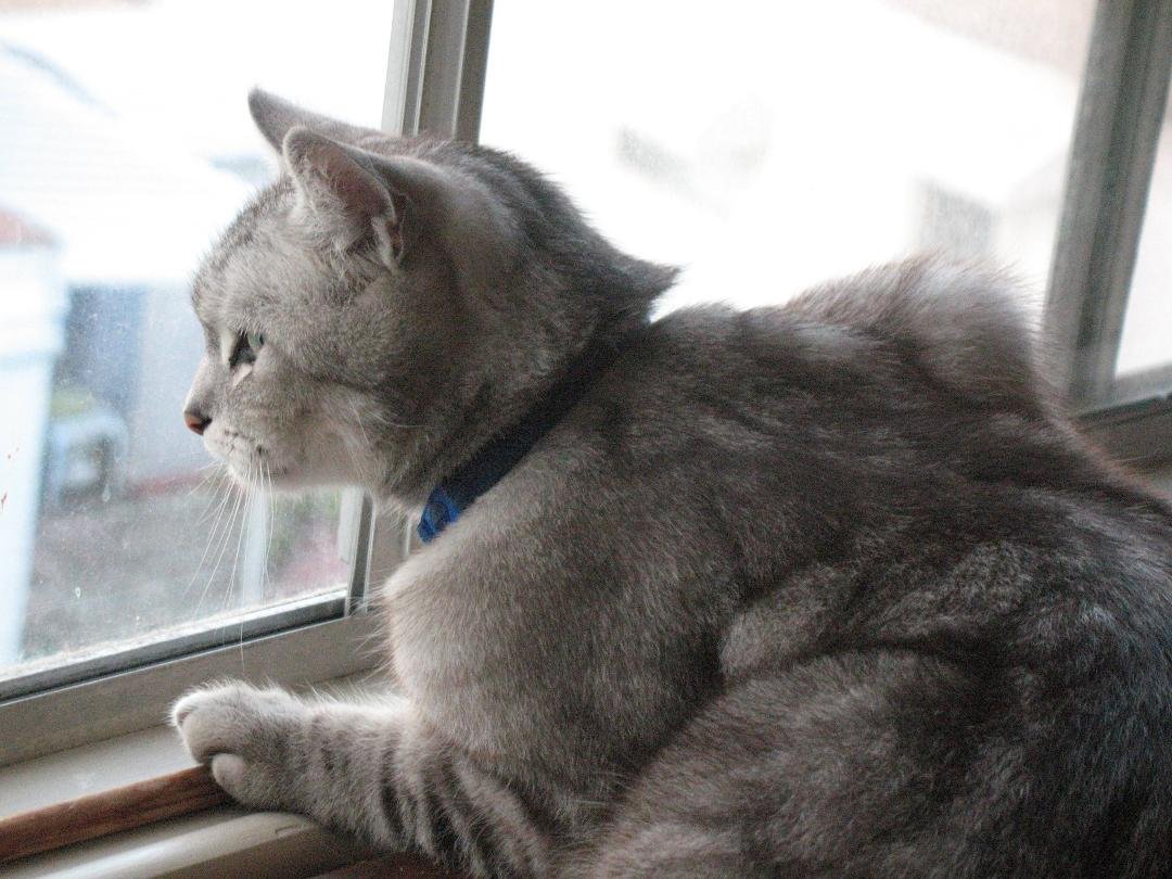 I'm being reflective this morning because it's my birthday, I'm three!! Life is good!! I am Henry!!