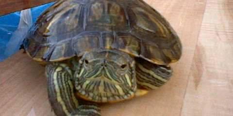 easter tutle